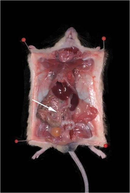 Collection of rat mesenteric lymph nodes : 네이버 블로그