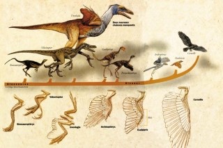 dinosaur_evolution.jpg?type=w2