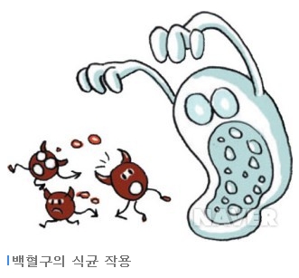 [스크랩] 백혈구 수치가 낮은 이유