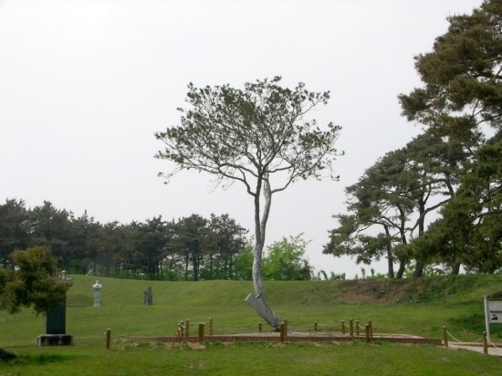 백송 이미지