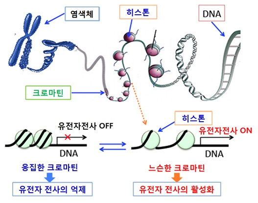 히스톤 아세틸화를 표적으로 한 암 치료 1 시너지 효과 네이버 블로그