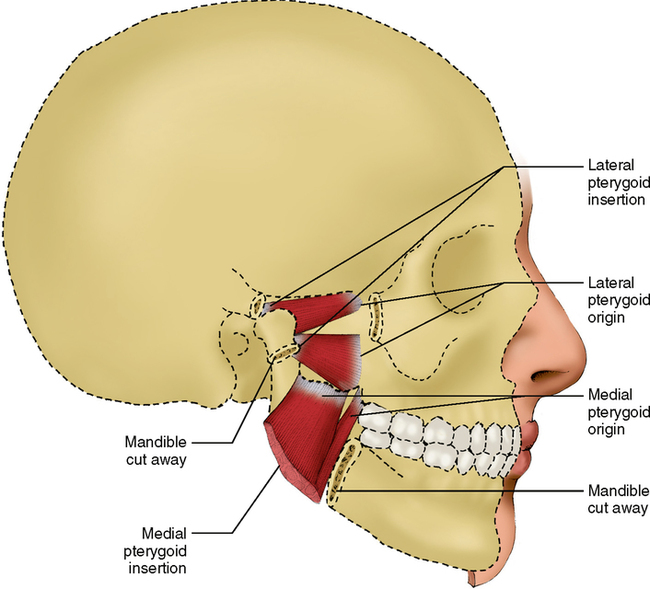 턱관절 장애와 저작근의 기능 : 네이버 블로그