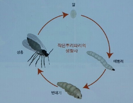 작은뿌리파리 : 네이버 블로그